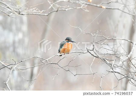 Kingfisher looking for small fish 74196037