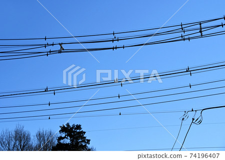 Bird repellent attached to an electric wire Bird repellent attached to an electric wire 74196407