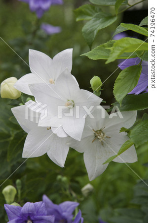 白色的桔梗花盛開。學名是Platycodon grandiflorus。 白色的桔梗花盛開。學名是Platycodon grandiflorus。 74196470