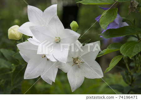 White bellflower flowers are in bloom. The scientific name is Platycodon grandiflorus. White bellflower flowers are in bloom. The scientific name is Platycodon grandiflorus. 74196471