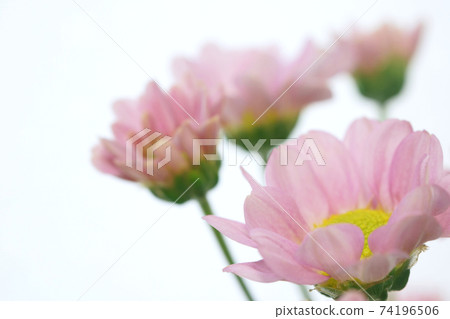 Small pink chrysanthemum Small pink chrysanthemum 74196506