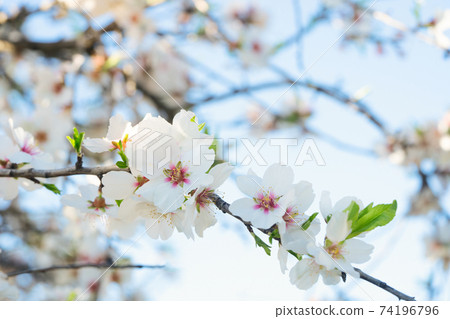 almond tree bloom almond tree bloom 74196796