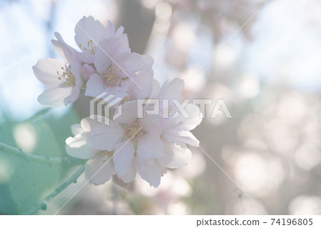almond tree bloom almond tree bloom 74196805