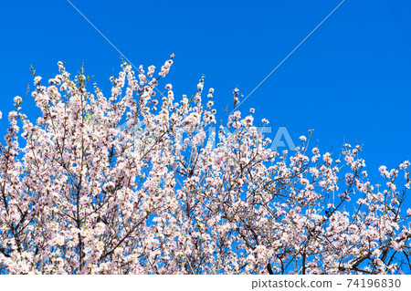 almond tree bloom 74196830