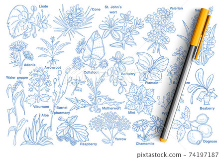 Plants and berries doodle set Plants and berries doodle set 74197187