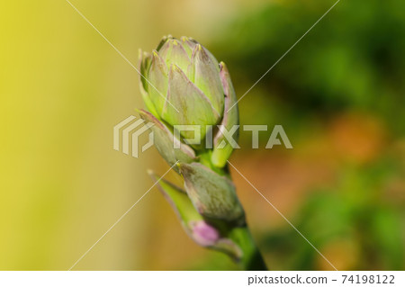 Close-up on a flower bud that blooms in spring in the garden. selective focus. Close-up on a flower bud that blooms in spring in the garden. selective focus. 74198122