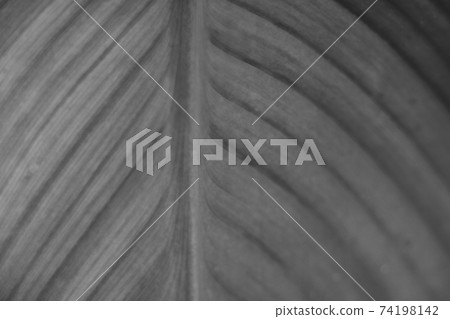 Black and white photo. Plant leaf close up, background. selective focus. Black and white photo. Plant leaf close up, background. selective focus. 74198142
