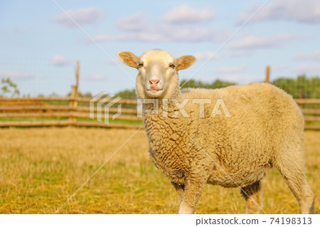 A beautiful light lamb stands and looks straight. Pets. A beautiful light lamb stands and looks straight. Pets. 74198313