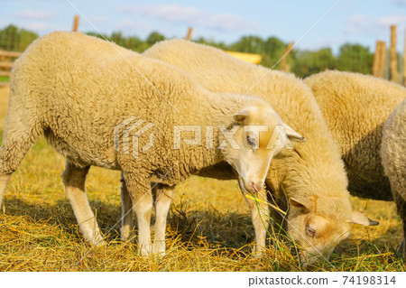 Light lamb eats hay close up. Pets. Light lamb eats hay close up. Pets. 74198314