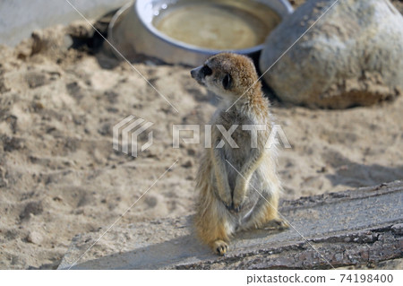Out of focus. Close-up of the meerkat stands on its hind legs. Out of focus. Close-up of the meerkat stands on its hind legs. 74198400