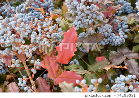 Blue Mahonia berries (Latin Mahonia aquifolium) or Oregon grapes 74199051