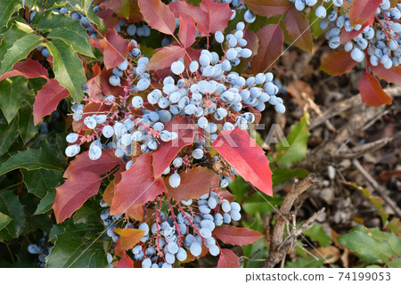 Blue Mahonia berries (Latin Mahonia aquifolium) or Oregon grapes Blue Mahonia berries (Latin Mahonia aquifolium) or Oregon grapes 74199053