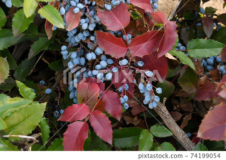 Blue Mahonia berries (Latin Mahonia aquifolium) or Oregon grapes Blue Mahonia berries (Latin Mahonia aquifolium) or Oregon grapes 74199054