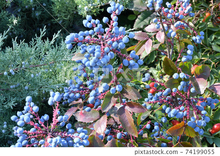 Blue Mahonia berries (Latin Mahonia aquifolium) or Oregon grapes Blue Mahonia berries (Latin Mahonia aquifolium) or Oregon grapes 74199055