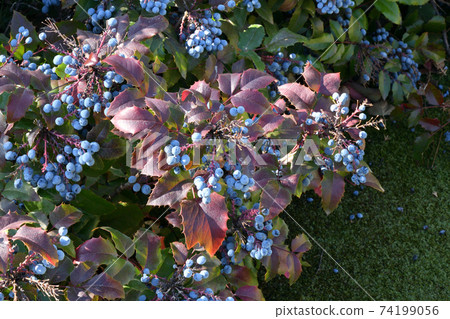 Blue Mahonia berries (Latin Mahonia aquifolium) or Oregon grapes 74199056