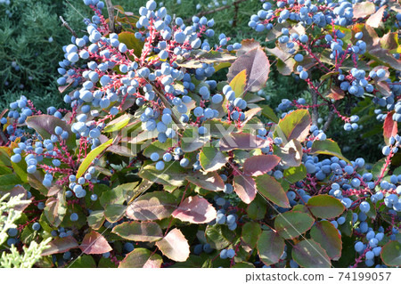 Blue Mahonia berries (Latin Mahonia aquifolium) or Oregon grapes Blue Mahonia berries (Latin Mahonia aquifolium) or Oregon grapes 74199057