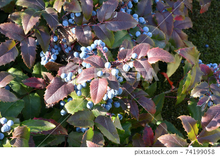 Blue Mahonia berries (Latin Mahonia aquifolium) or Oregon grapes Blue Mahonia berries (Latin Mahonia aquifolium) or Oregon grapes 74199058