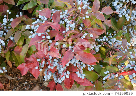 Blue Mahonia berries (Latin Mahonia aquifolium) or Oregon grapes Blue Mahonia berries (Latin Mahonia aquifolium) or Oregon grapes 74199059