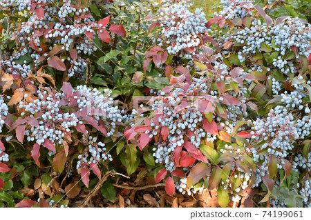 Blue Mahonia berries (Latin Mahonia aquifolium) or Oregon grapes Blue Mahonia berries (Latin Mahonia aquifolium) or Oregon grapes 74199061