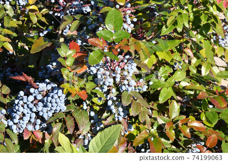 Blue Mahonia berries (Latin Mahonia aquifolium) or Oregon grapes Blue Mahonia berries (Latin Mahonia aquifolium) or Oregon grapes 74199063