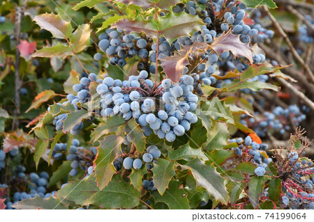Blue Mahonia berries (Latin Mahonia aquifolium) or Oregon grapes 74199064