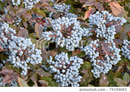Blue Mahonia berries (Latin Mahonia aquifolium) or Oregon grapes Blue Mahonia berries (Latin Mahonia aquifolium) or Oregon grapes 74199065