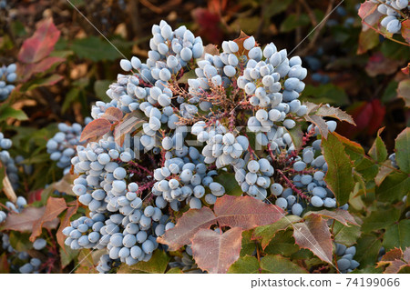 Blue Mahonia berries (Latin Mahonia aquifolium) or Oregon grapes Blue Mahonia berries (Latin Mahonia aquifolium) or Oregon grapes 74199066