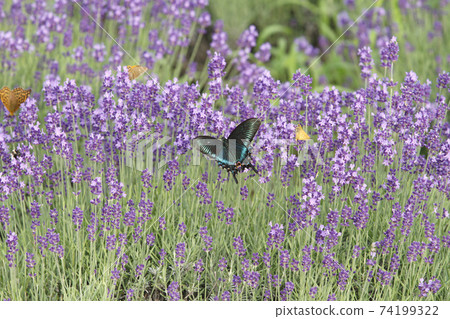 Lavender field Lavender Furano 74199322