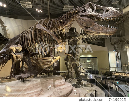 Dinosaur fossils at the National Science Museum 74199925