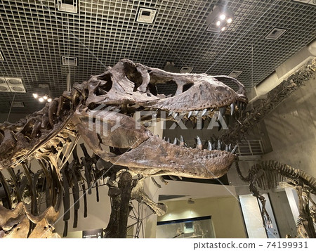 Dinosaur fossils at the National Science Museum 74199931