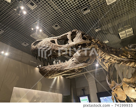 Dinosaur fossils at the National Science Museum 74199933