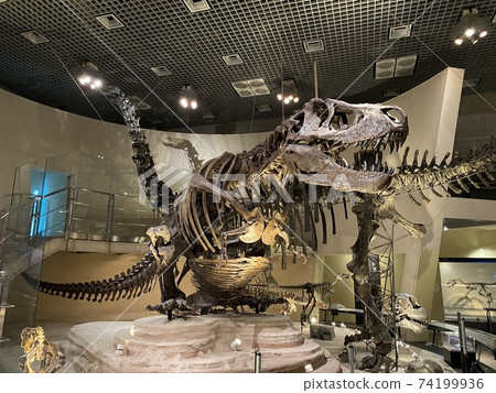 Dinosaur fossils at the National Science Museum Dinosaur fossils at the National Science Museum 74199936