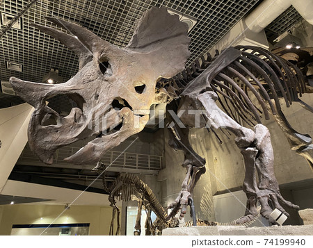 國家科學博物館的恐龍化石 國家科學博物館的恐龍化石 74199940