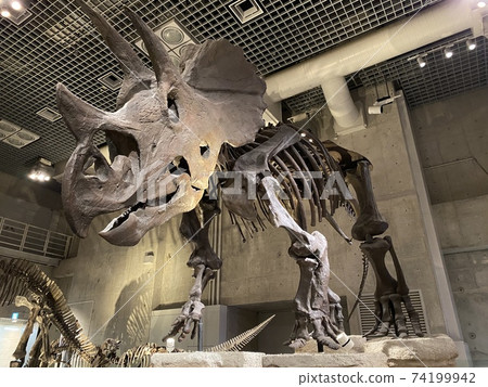 Dinosaur fossils at the National Science Museum 74199942