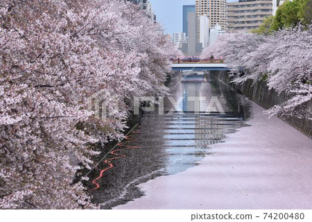 東京觀光[春天：目黑河上賞櫻花]大量的花筏4 74200480
