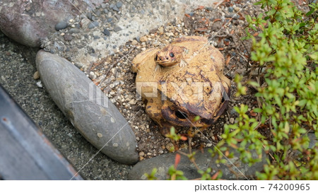 Frog ornament 74200965