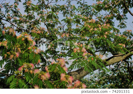 Nemu tree is a cute pink flower, Nemu Yumemi 74201331