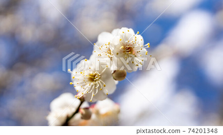 White plum blossoms with white flowers 74201348