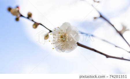 White plum blossoms with white flowers White plum blossoms with white flowers 74201351