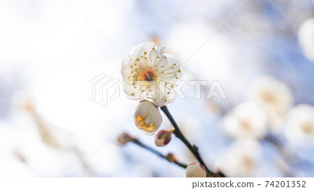 White plum blossoms with white flowers 74201352