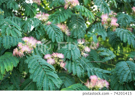 Nemu樹是一朵可愛的粉紅色花朵Nemu Yumemi 74201415