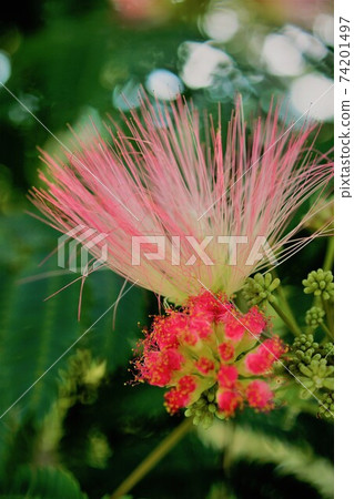 Nemu樹是一朵可愛的粉紅色花朵Nemu Yumemi 74201497