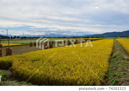 金色的田園風光,秋風徐徐 金色的田園風光,秋風徐徐 74201523