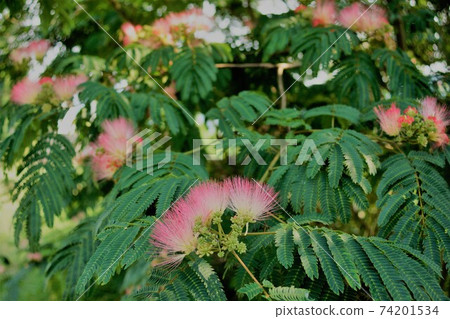 Nemu樹是一朵可愛的粉紅色花朵Nemu Yumemi Nemu樹是一朵可愛的粉紅色花朵Nemu Yumemi 74201534