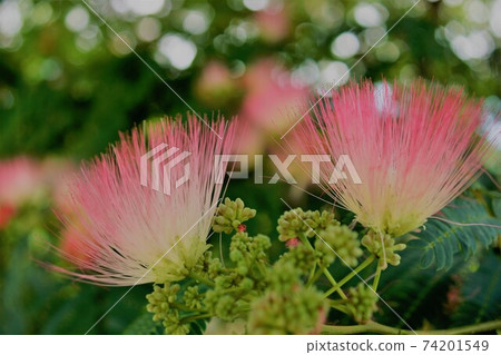 Nemu樹是一朵可愛的粉紅色花朵Nemu Yumemi Nemu樹是一朵可愛的粉紅色花朵Nemu Yumemi 74201549