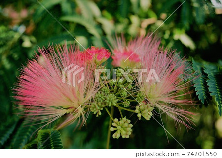 Nemu樹是一朵可愛的粉紅色花朵Nemu Yumemi 74201550