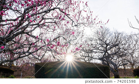 開花紅色花的紅李子 74201598