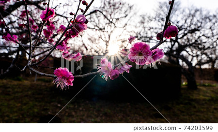 開花紅色花的紅李子 74201599