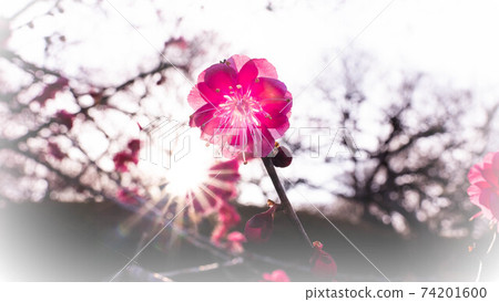 開花紅色花的紅李子 開花紅色花的紅李子 74201600