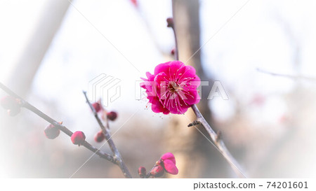 開花紅色花的紅李子 開花紅色花的紅李子 74201601